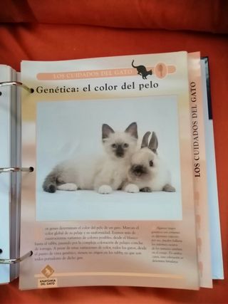 Collezione Gatti Planeta DeAgostini