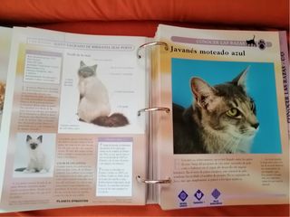 Collezione Gatti Planeta DeAgostini