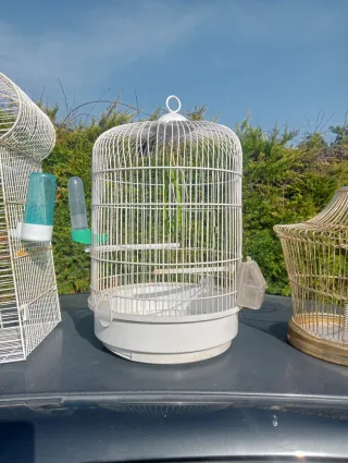 Jaulas para pájaros doradas y blancas