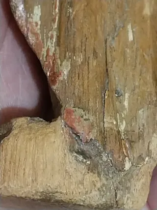 Talla madera romana Senador General El Caeco