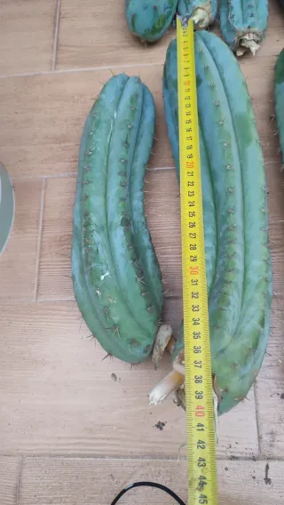 Lote de esquejes Peruvianus