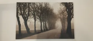 Cuadro paisaje árboles camino sepia