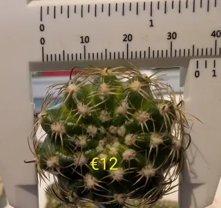 Lobivia Npj110-  Fiore Giallo Arancio