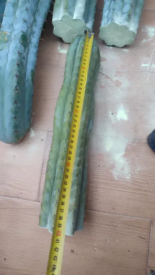 Lote de cactus Peruvianus