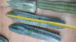 Lote de cactus Peruvianus