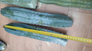 Lote de cactus Peruvianus