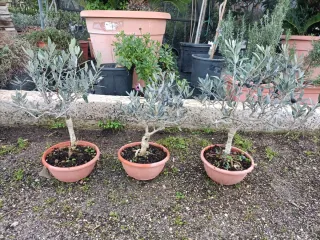 Pianta di ulivo Bonsai in ciotola 20