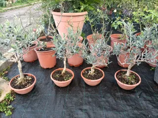 Pianta di ulivo Bonsai in ciotola 20
