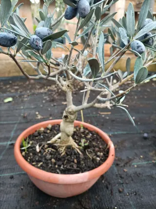 Pianta di ulivo Bonsai in ciotola 20