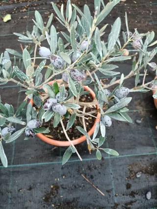 Pianta di ulivo Bonsai in ciotola 20
