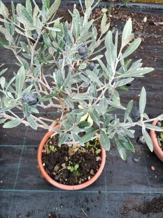 Pianta di ulivo Bonsai in ciotola 20