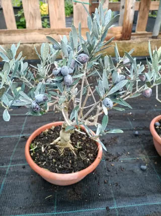 Pianta di ulivo Bonsai in ciotola 20