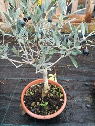 Pianta di ulivo Bonsai in ciotola 20