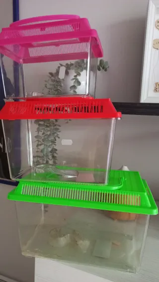 Terrarios para insectos palo