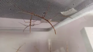 Terrarios para insectos palo