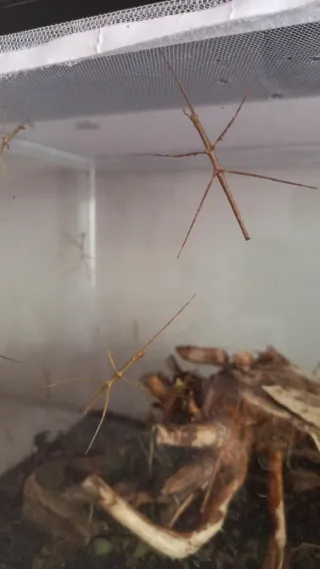 Terrarios para insectos palo