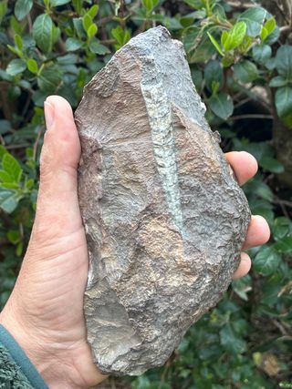 Fosil Ortoceras Grande