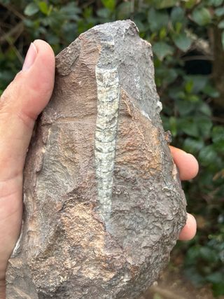 Fosil Ortoceras Grande