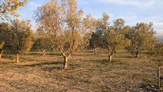 Finca Gandesa 100 olivos con riego