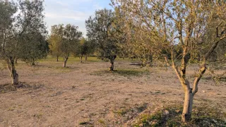 Finca Gandesa 100 olivos con riego
