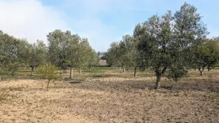 Finca Gandesa 100 olivos con riego
