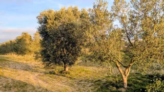 Finca Gandesa 100 olivos con riego