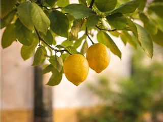 Piso en alquiler en La Seu - Cort - Monti-sión en Palma de Mallorca