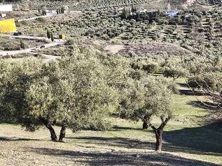 Terreno en venta en Alfacar