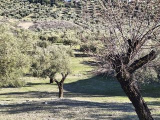 Terreno en venta en Alfacar