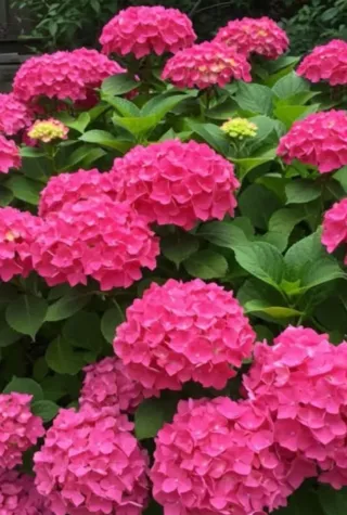 Hortensias Rosas y azul