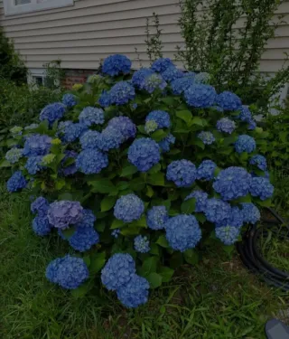 Hortensias Rosas y azul