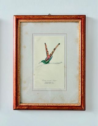stampe uccelli esotici vintage