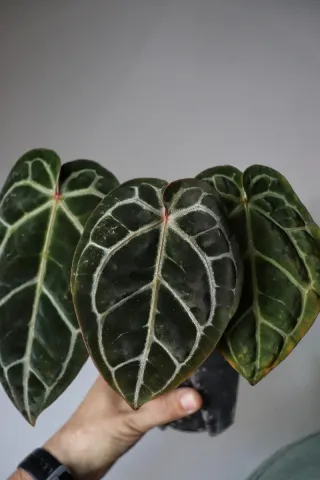 Anthurium Giannina