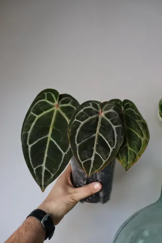 Anthurium Giannina