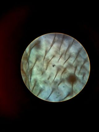 Microscopio Binocular PANAGOR con caja