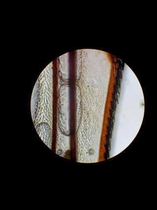 Microscopio Binocular PANAGOR con caja