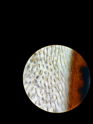 Microscopio Binocular PANAGOR con caja