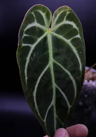 Anthurium Regale x Crystallinum