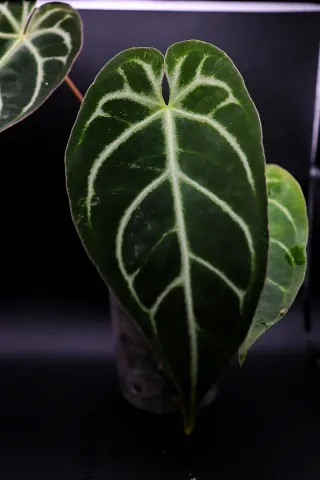 Anthurium Regale x Crystallinum