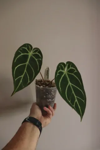 Anthurium Regale x Crystallinum