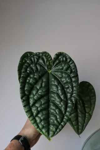 Anthurium Luxurians