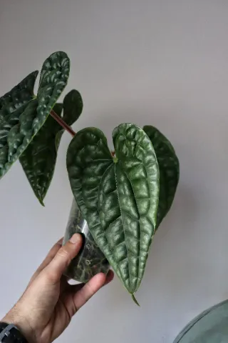 Anthurium Luxurians