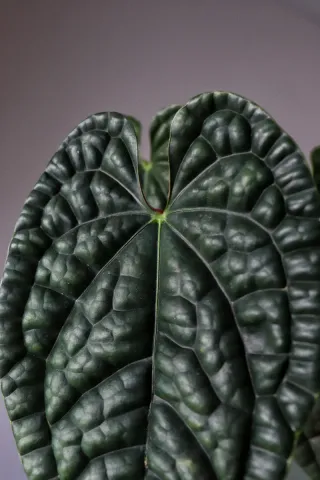 Anthurium Luxurians