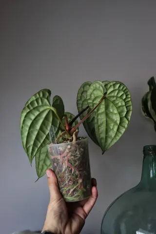 Anthurium Luxurians