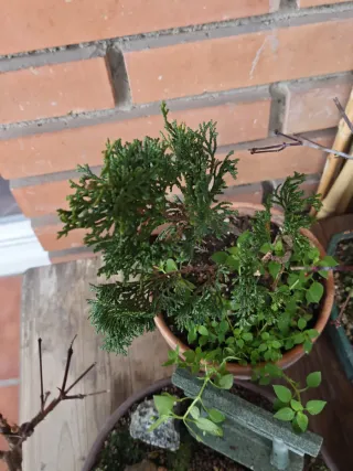 Chanmeacyparis obtusa nana bonsai