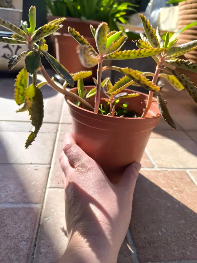 Suculenta Kalanchoe Daigremontiana