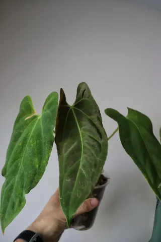 Anthurium Fort Sherman