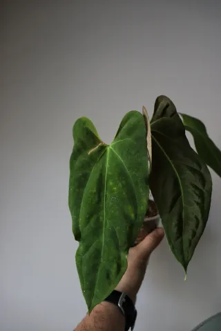 Anthurium Fort Sherman
