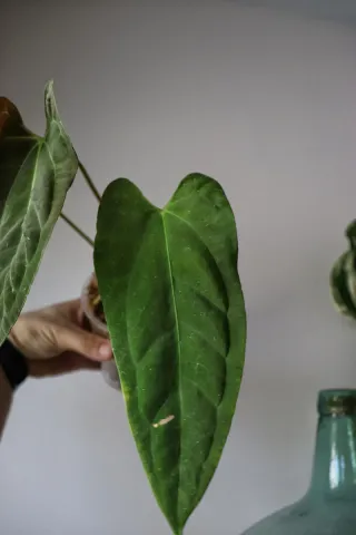 Anthurium Fort Sherman