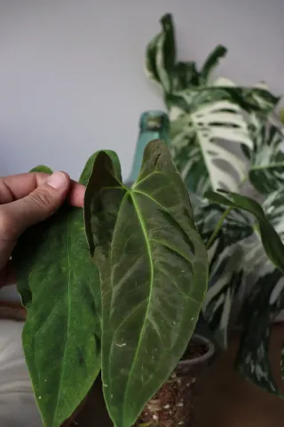 Anthurium Fort Sherman